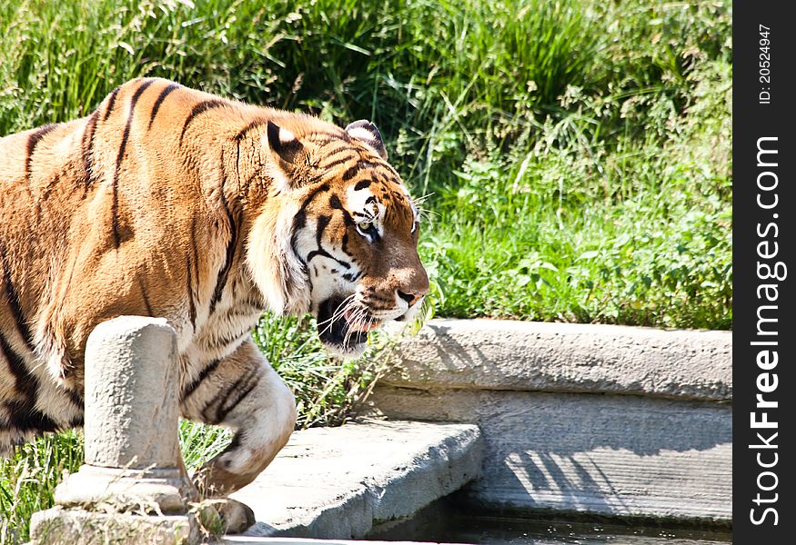 The tiger (Panthera tigris), a member of the Felidae family, is the largest of the four big cats in the genus Panthera. The tiger is native to much of eastern and southern Asia, and is an apex predator and an obligate carnivore. The tiger (Panthera tigris), a member of the Felidae family, is the largest of the four big cats in the genus Panthera. The tiger is native to much of eastern and southern Asia, and is an apex predator and an obligate carnivore.
