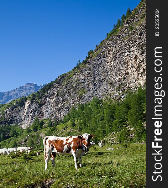 Italian cows during a sunny day close to Susa, Piedmont, Italian Alps. Italian cows during a sunny day close to Susa, Piedmont, Italian Alps