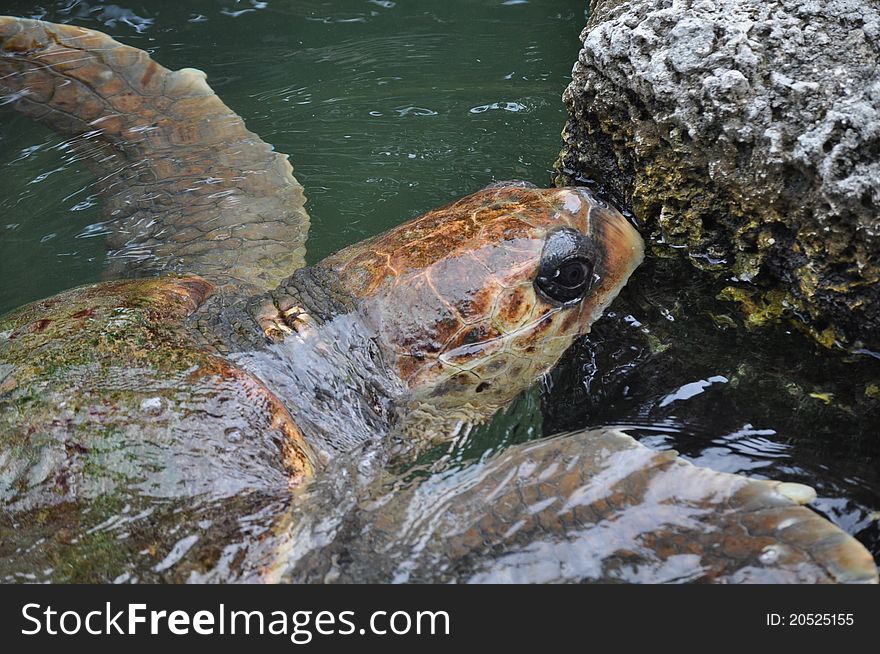 Turtle in Florida going for a swim. Turtle in Florida going for a swim