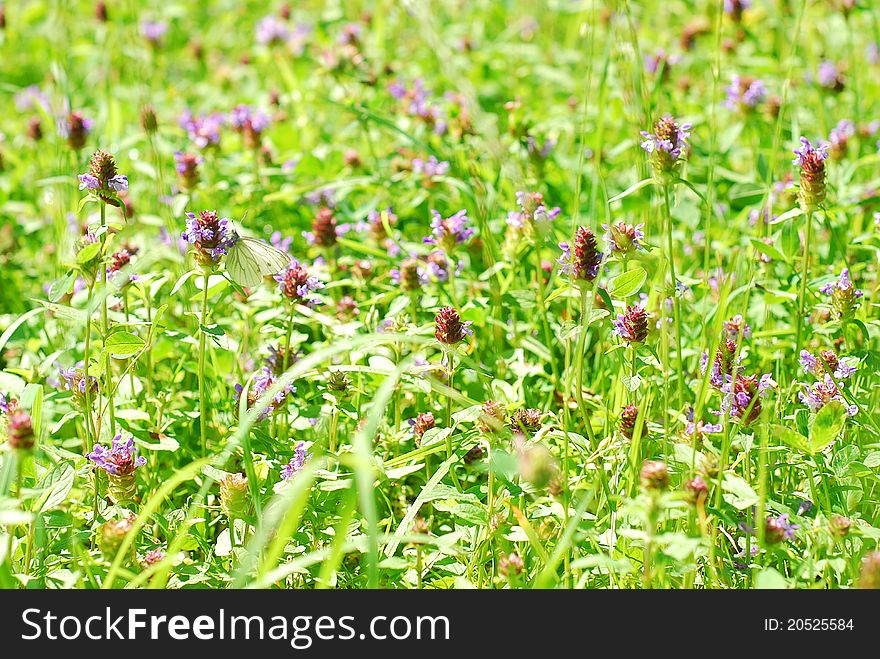 Meadow With Blooming Clover And A Butterfly