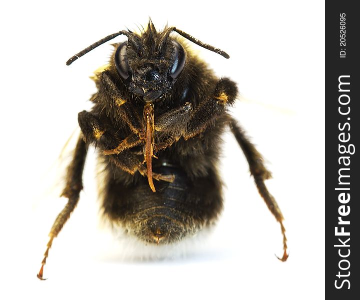 Bumblebee on a white  background. macro