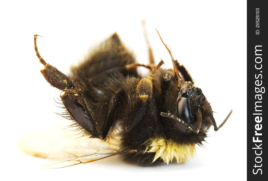 Bumblebee on a white  background. macro