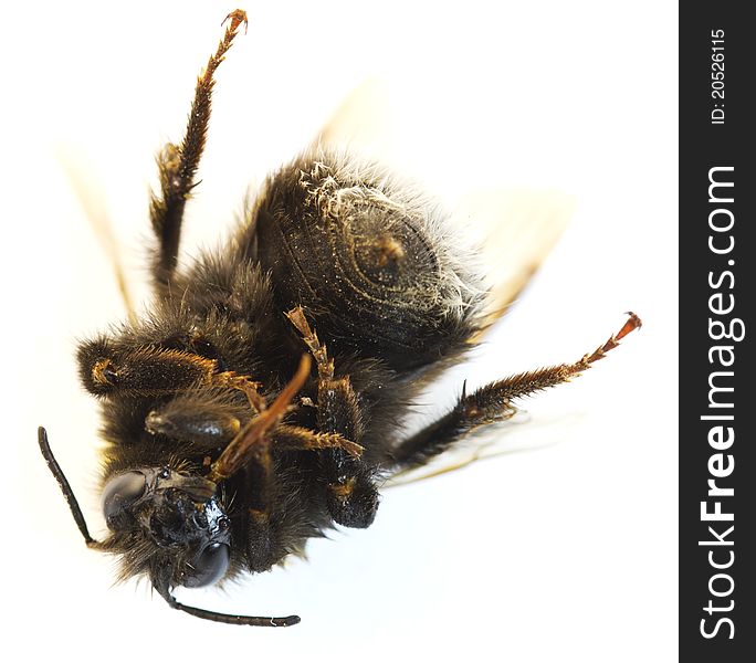 Bumblebee on a white background. macro