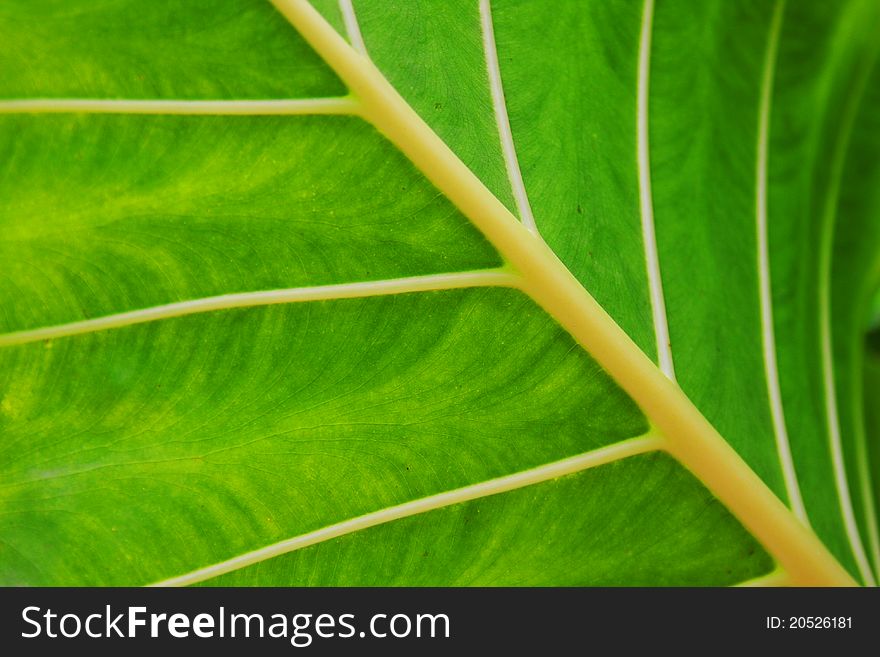 A background of a beautiful pattern on a tropical leaf. A background of a beautiful pattern on a tropical leaf.