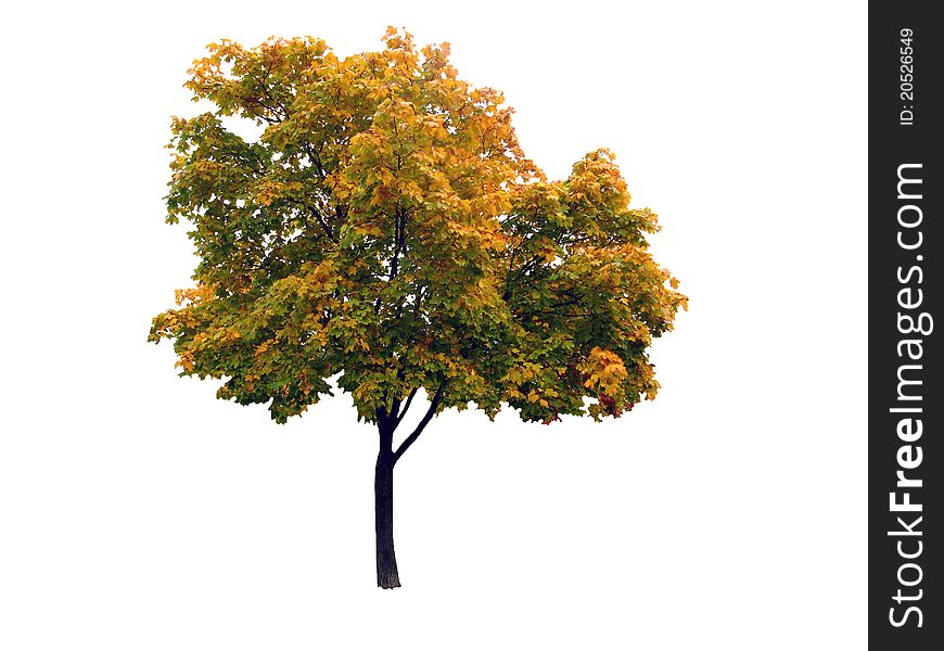 Colorful autumnal maple tree isolated on white