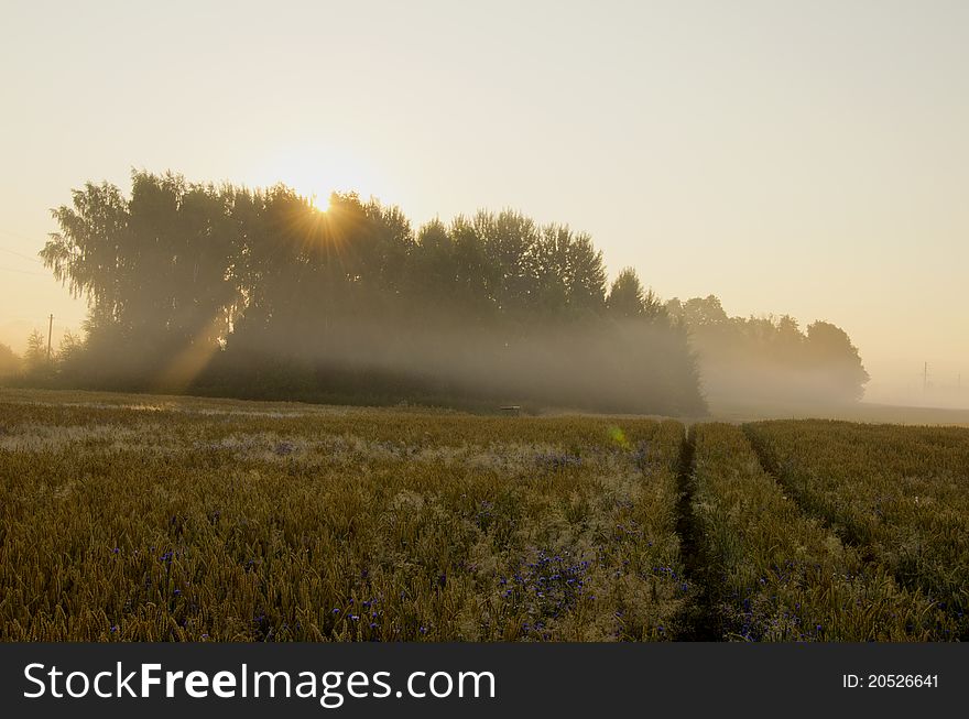 Summer Morning With Mist