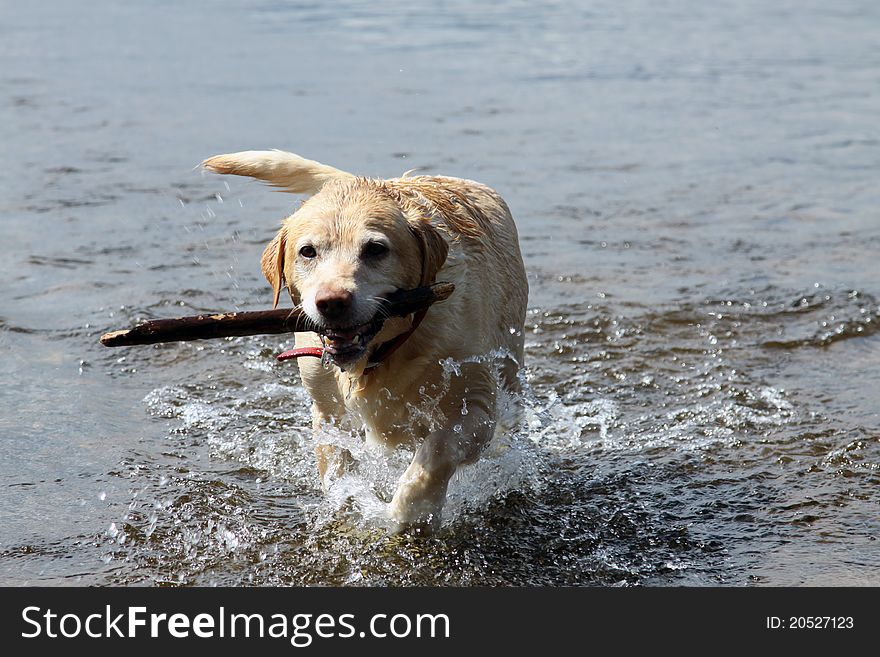 This shot is of the dog happily playing in the water and returning the stick to its owner. This shot is of the dog happily playing in the water and returning the stick to its owner.