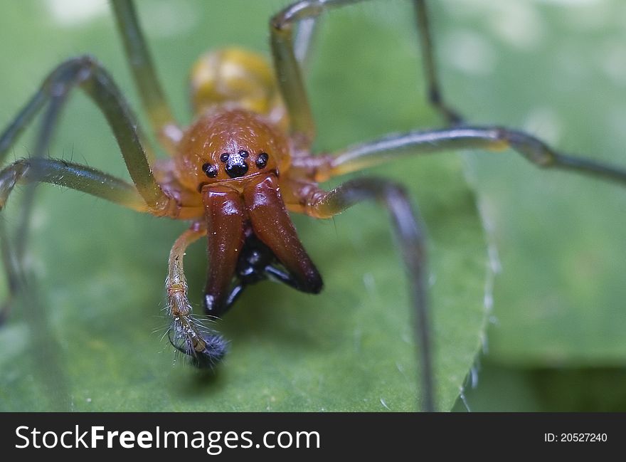 From the garden spider with boxing gloves