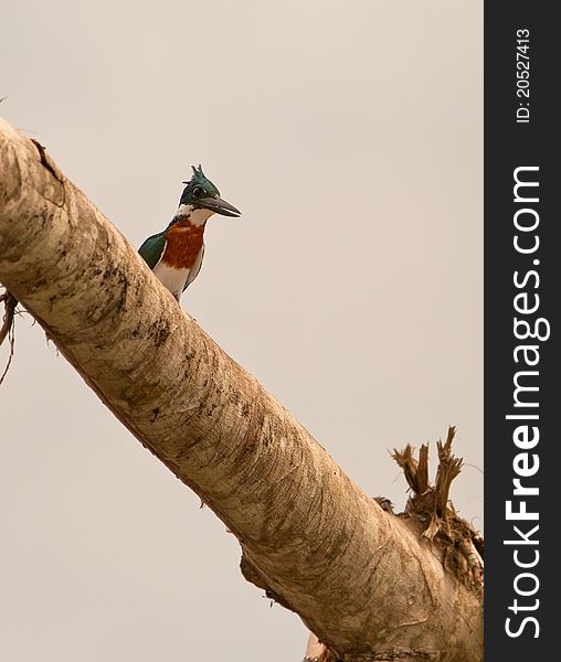 The Green Kingfisher (Chloroceryle americana) moves from one branch to the other trying to find the best place ambush it´s prey. The Green Kingfisher (Chloroceryle americana) moves from one branch to the other trying to find the best place ambush it´s prey.