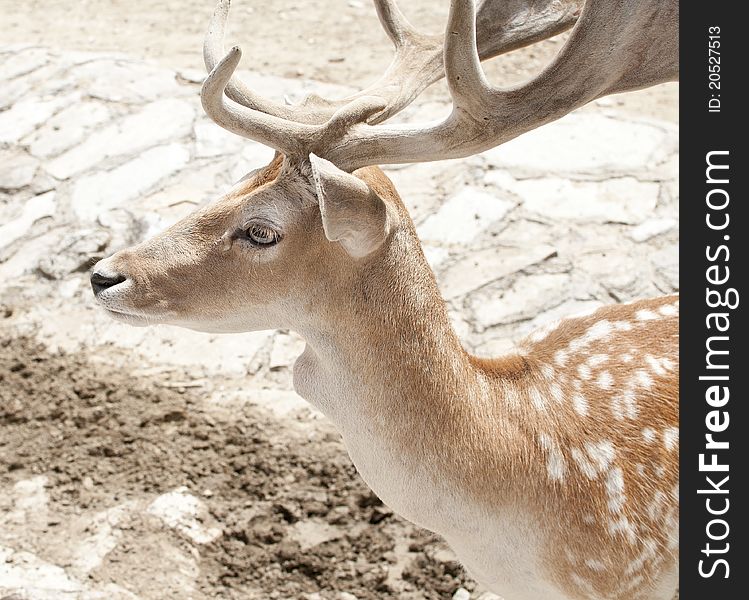 Portrait of a Deer in ZOO. Portrait of a Deer in ZOO