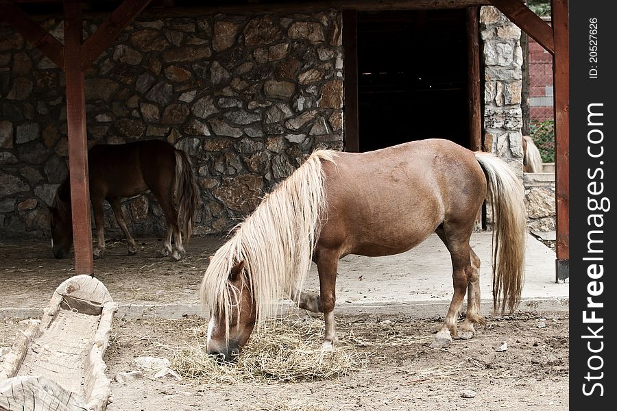 Small horse eating in front of the house