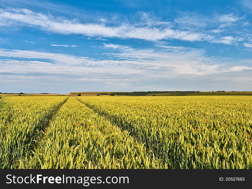 A ripe field of Wheat in Southern England. A ripe field of Wheat in Southern England