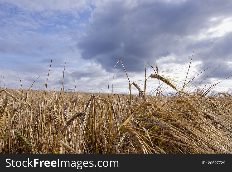 Barley Field Waiting Harvest