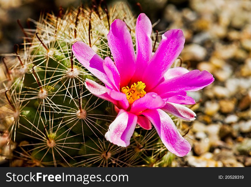 Blowing Mammillaria booli in the garden.