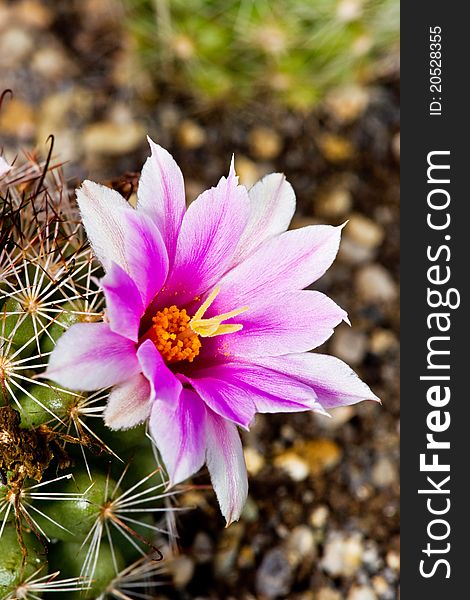 Blowing white-pink Mammillaria booli in the garden.