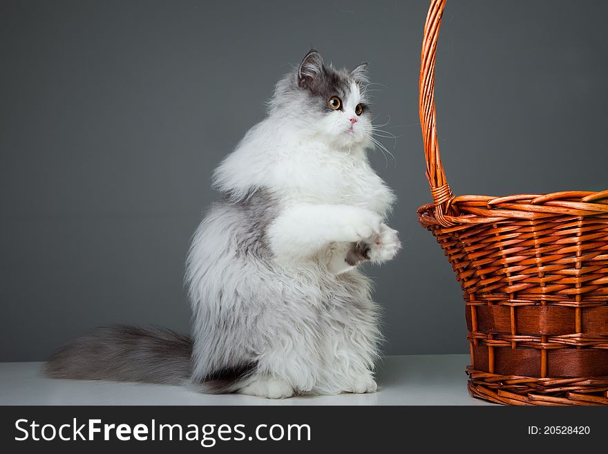 Portrait of young beautiful gray and white persian cat sitting near basket on grey background. Portrait of young beautiful gray and white persian cat sitting near basket on grey background