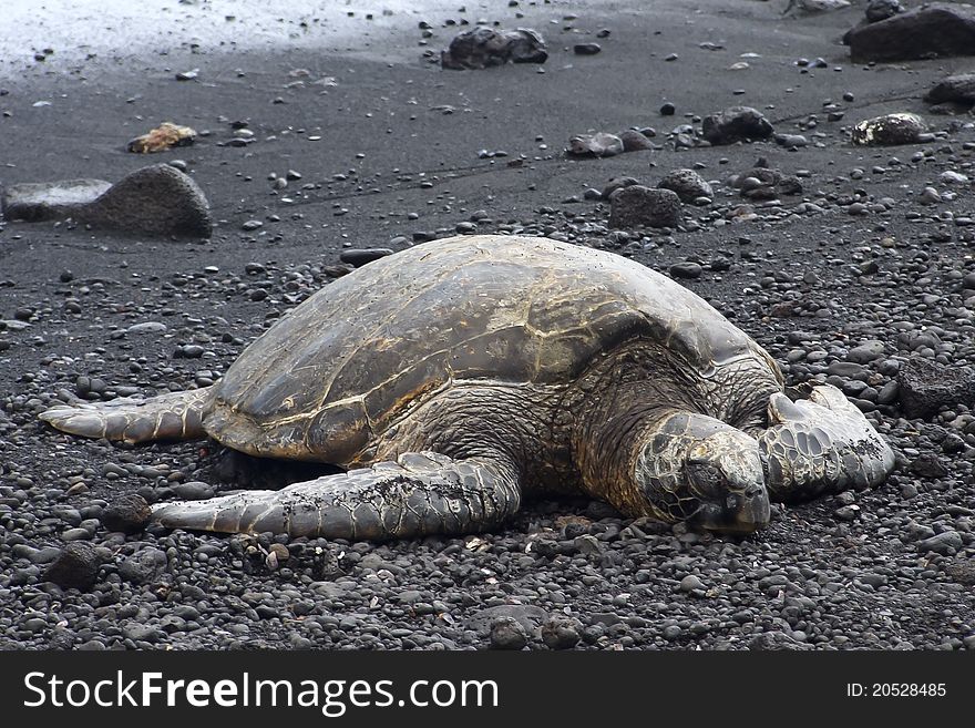 Green sea turtle (Chelonia mydas) resting on a black sand beach on Big Island, Hawaii