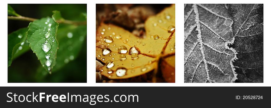 Three colorful seasonal leaf images. Three colorful seasonal leaf images