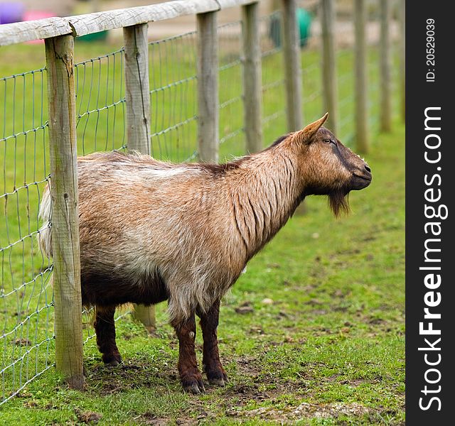 Goat With An Itch