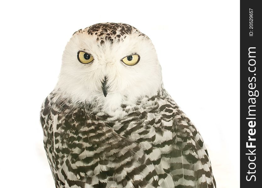 Beautiful  owl with big eyes close up