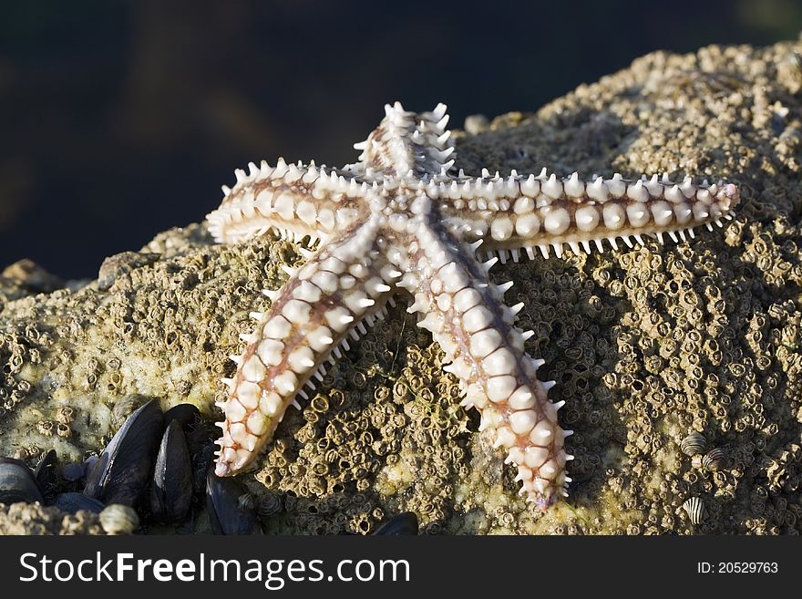 Starfish in their natural environment