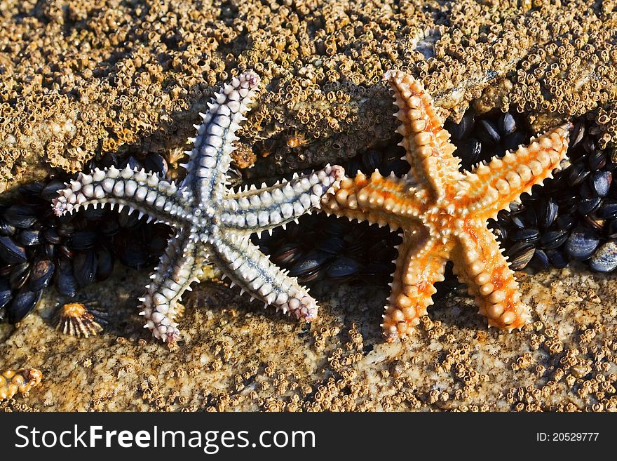 Two sea stars of different colors and sizes in their natural habitat. Two sea stars of different colors and sizes in their natural habitat