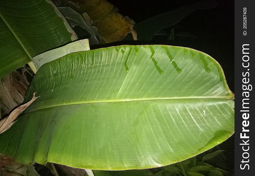 Banana leaf in night with black background .its cool night