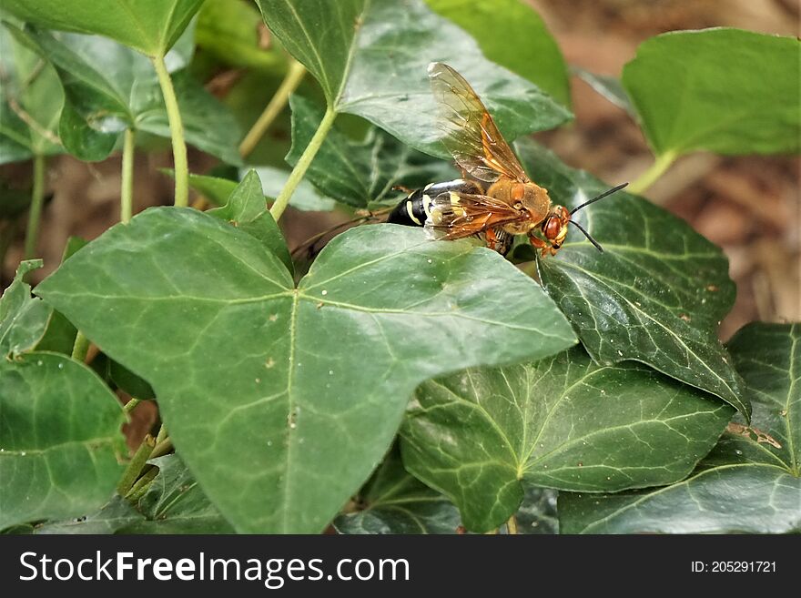 Cicada Killer Insect Kills And Feeds On Seventeen Year Insecta