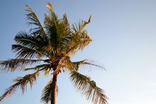 Coconut Tree In The Windy Day Royalty Free Stock Photos Coconut Tree In The Windy Day Royalty Free Stock Photos