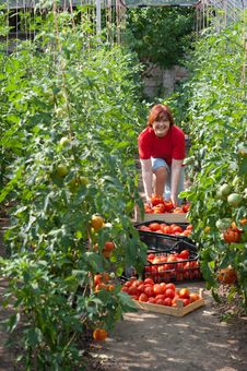 Woman Picking Tomatoes Royalty Free Stock Image Woman Picking Tomatoes Royalty Free Stock Image