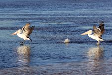 Australian Pelican Birds Landing On Water Stock Photography Australian Pelican Birds Landing On Water Stock Photography