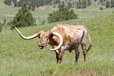 Longhorn Cow Sounds Off. Stock Photography