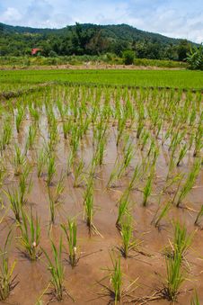Green Field, Asia Paddy Field Royalty Free Stock Photos Green Field, Asia Paddy Field Royalty Free Stock Photos