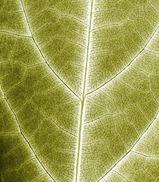 Abstract Leaf Closeup Stock Photos