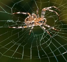 Spider In Web Royalty Free Stock Image