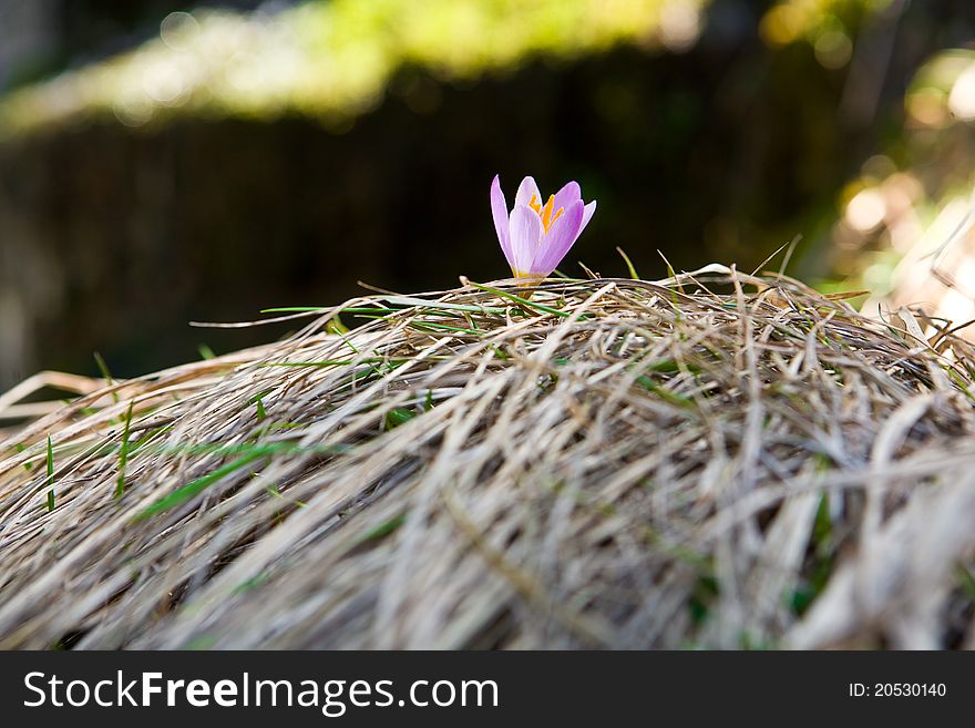 Purple spring crocus in the sunshine. Purple spring crocus in the sunshine