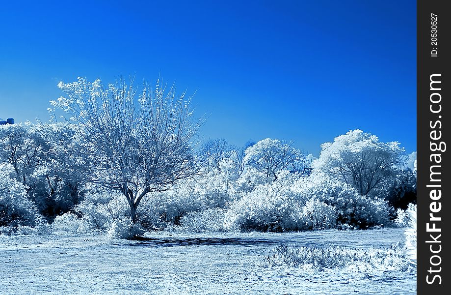 Beauty white tree and the blue sky. Beauty white tree and the blue sky