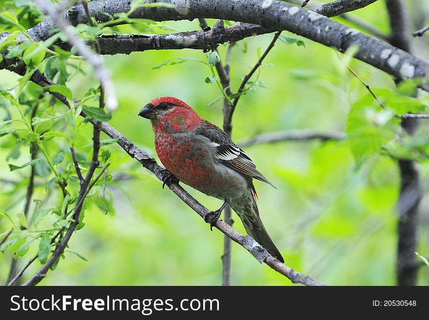 A red Alaskan grosbeak, taken in Exit Glacier trail, Alaska. A red Alaskan grosbeak, taken in Exit Glacier trail, Alaska