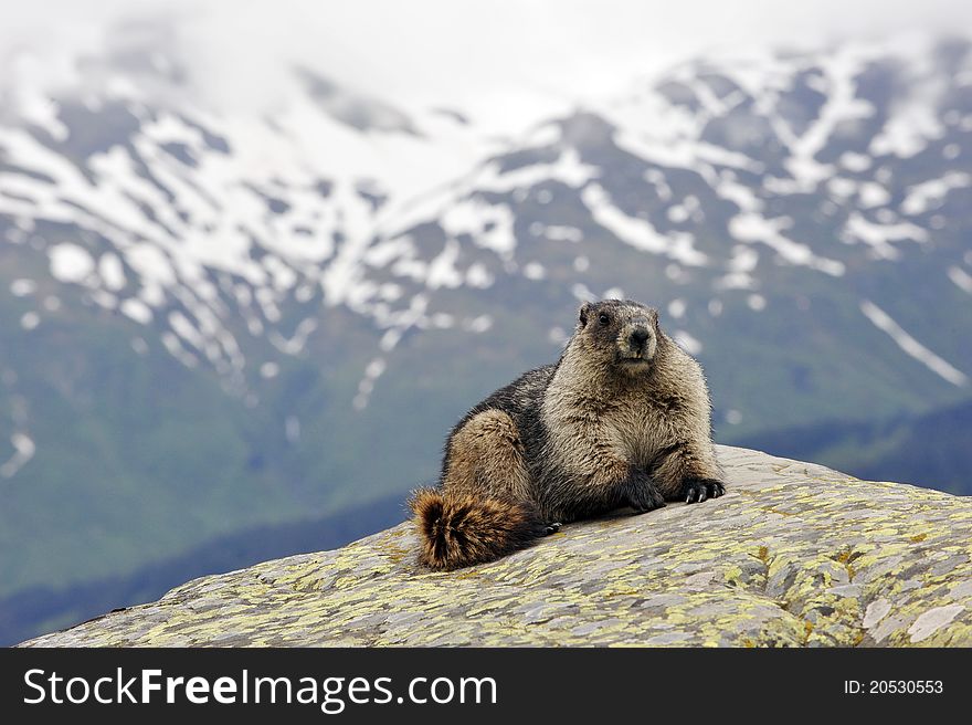 A Marmot On A Rock