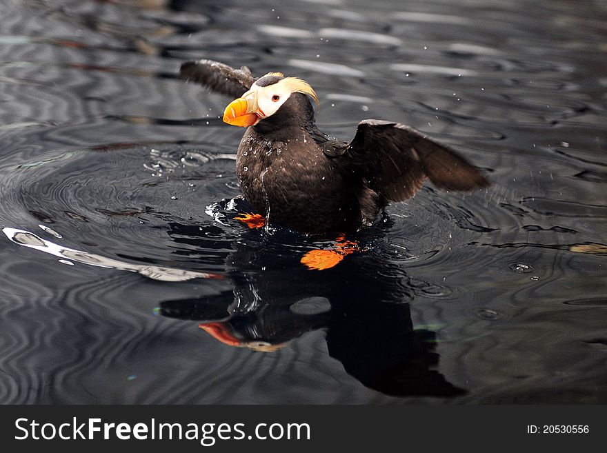 An Alaskan Puffin, taken in Seward, Alaska