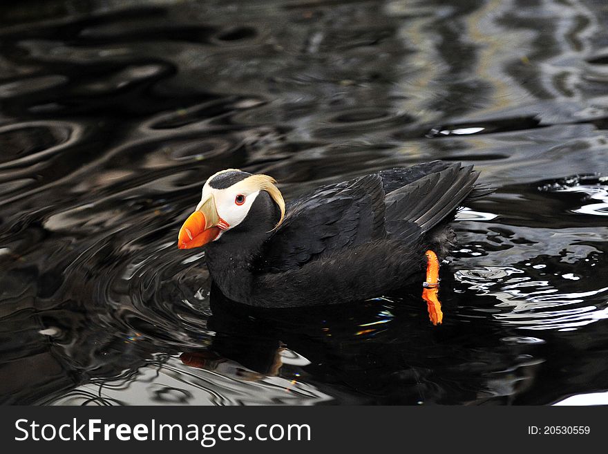 An Alaskan Puffin