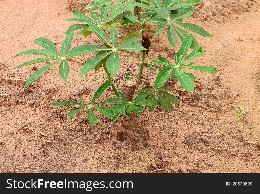 The cassava tree grown in tropical plantation in rainy season of Thailand.
