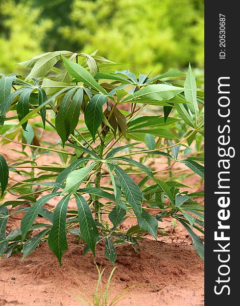 The cassava tree grown in tropical plantation in rainy season of Thailand.