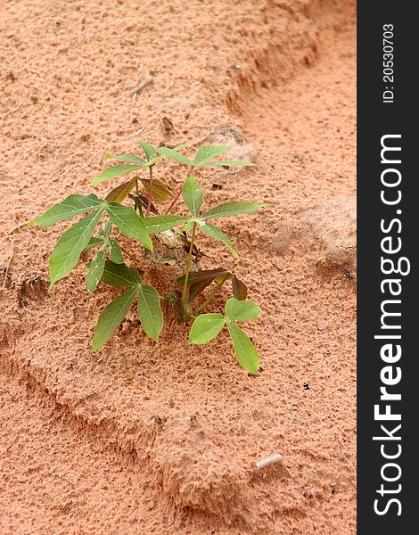 The cassava tree grown in tropical plantation in rainy season of Thailand.