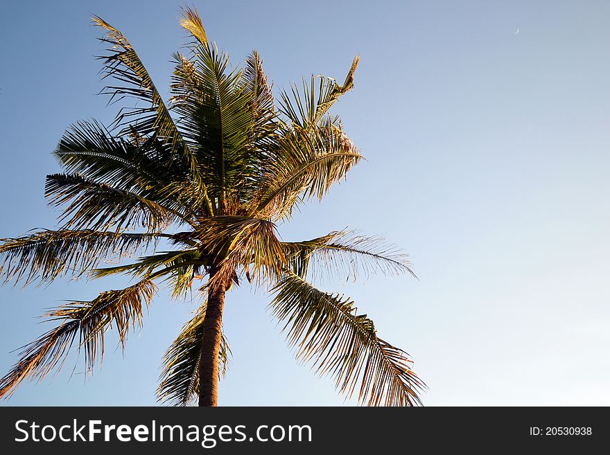 Coconut tree in the Windy Day at farm