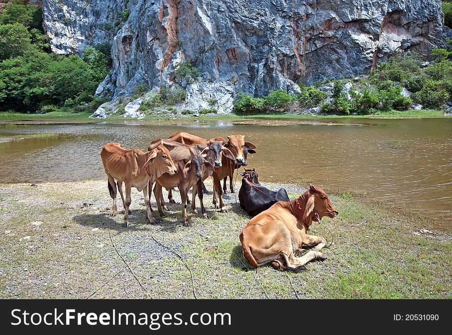 Cows in nature over blue sky. Cows in nature over blue sky