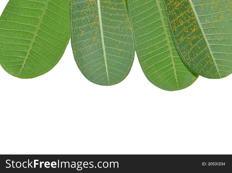 Natural Green leaf on white background