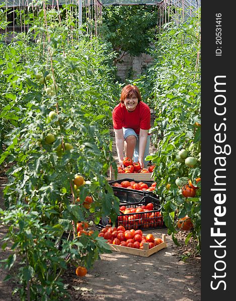 Woman picking fresh tomatoes in greenhouse. Woman picking fresh tomatoes in greenhouse