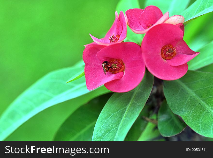 Red flowers in pots that were seized with bees,