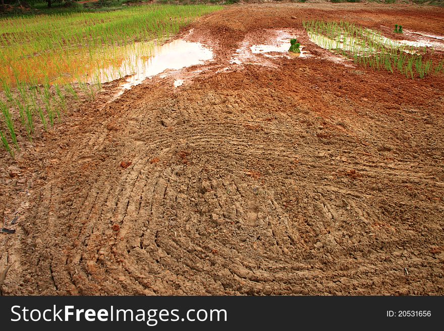 Rice field